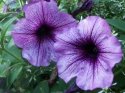 JENN'S GARDEN.jpg
