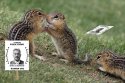 chipmunkparty.jpg