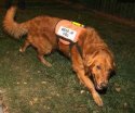 dog search ROBT MANWILL.jpg