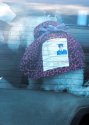 dog in car with poster.jpg