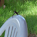 BigBug.gif