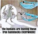 Free hammocks.jpg