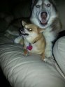 tyler h dogs Lucian is husky.jpg