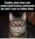 Studies show.jpg