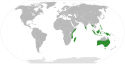 800px-Casuarina_distribution.svg.png
