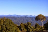 NYMBOIDA VALLEY  IMG_2864.JPG