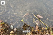 15. Drainage ponds.png