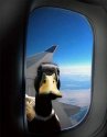 a-funny-duck-airplane-window---a.jpg