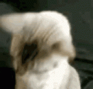 cat-glasses.gif