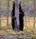 bear.jpg