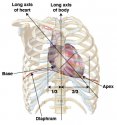 anterior.jpg