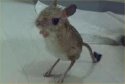 Kangaroo Mouse.jpg