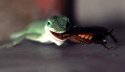 anole4.jpg
