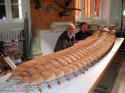 Massive-Prehistoric-Insects-Meganeuropsis-permiana-Arthropleura-Model-670x502.jpg