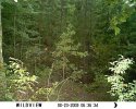 treecam1 006.jpg