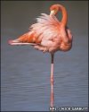 _46196569_galapagosflamingo.jpg