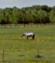 cow horse - Copy.jpg