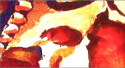 dog.png