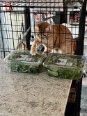 IMG_0289.jpeg