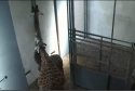 giraffes.JPG