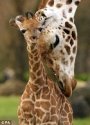 giraffe pic.jpg