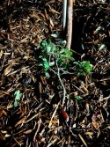 IMG_0963.jpeg