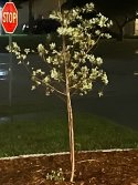 IMG_0961.jpeg