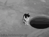 cat-hole.gif