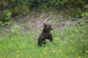 cub.jpg