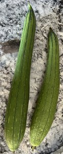 IMG_2329.jpeg