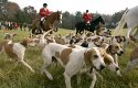 large_foxhunt.jpg