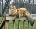 BIGKITTY.jpg
