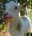 pinkmouthgoat.jpg