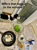 IMG_2719.jpeg