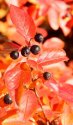 Thanksgiving Indian Summer - Copy.jpg