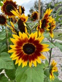 IMG_3236.jpeg