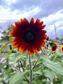 IMG_3235.jpeg