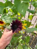 IMG_3249.jpeg