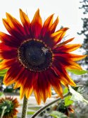 IMG_3251.jpeg