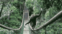 gibbon run.gif
