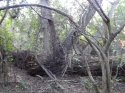 Resize trees.jpg