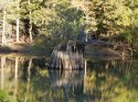 Resize bayou.jpg