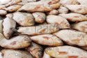 carp.jpg