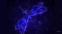 nature-landscapes_hdwallpaper_dragonfly-lights_17755.jpg