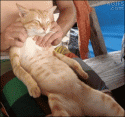 cat massage gif.gif
