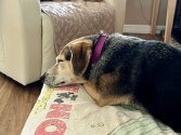 IMG_5265.jpeg