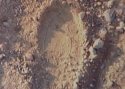 x Jacob's last pring close up.jpg