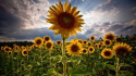Sunflowers.png