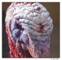 evil turkey.jpg