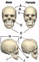 skull1.jpg